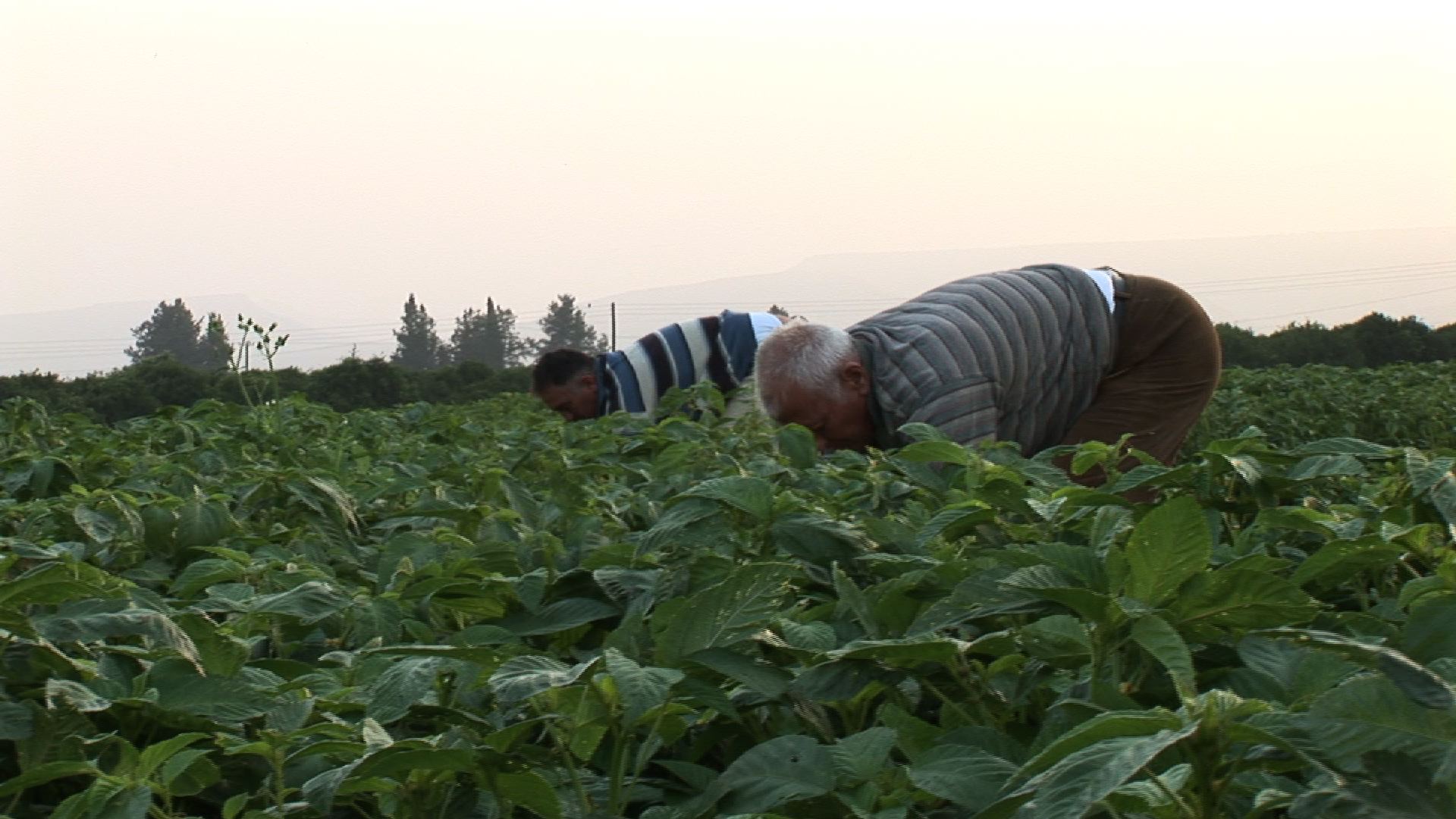 ali & enver in the field